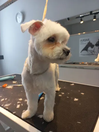 Studio Groomerskie BAJKA